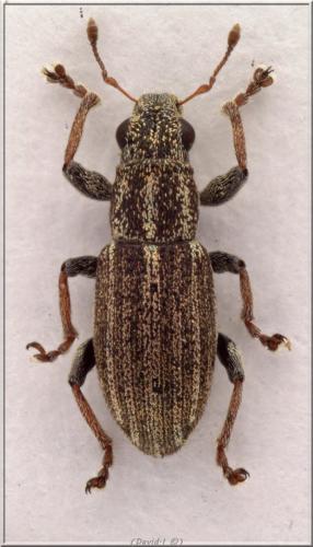 Sitona striatellus