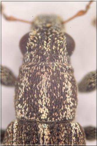 Sitona striatellus