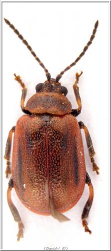 Réf. 101 131 : Lochmaea crataegi