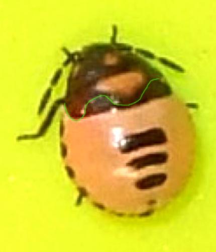 Tritomegas bicolor