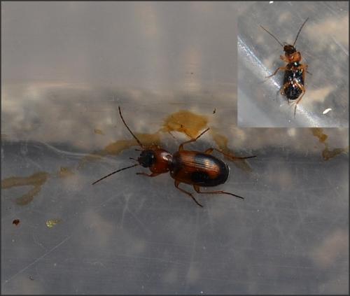 Badister bullatus