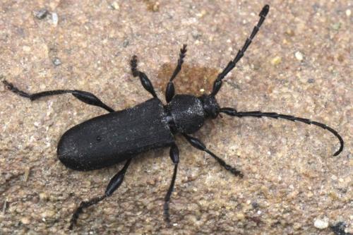 Ropalopus clavipes