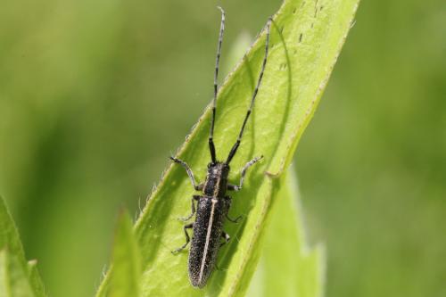 Agapanthia cardui