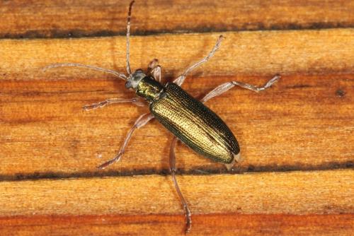 Donacia clavipes