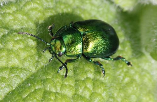 Chrysolina herbacea