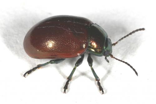 Chrysolina polita
