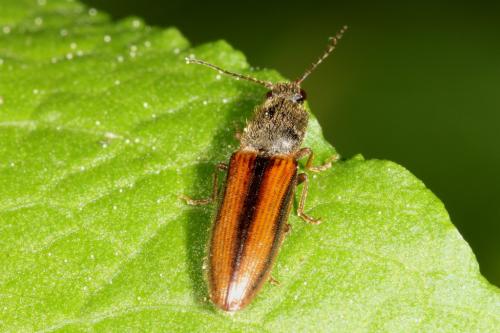 Réf. 101 320 : Athous vittatus