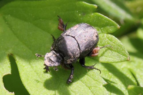 Onthophagus verticicornis