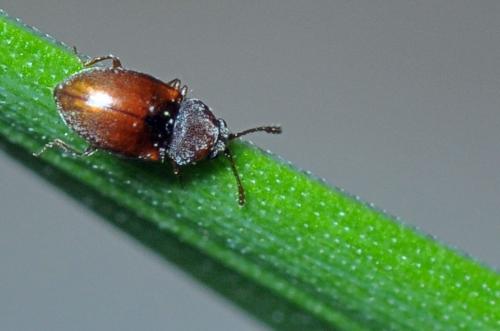 Atomaria sp.