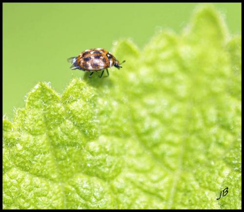 Anthrenus verbasci