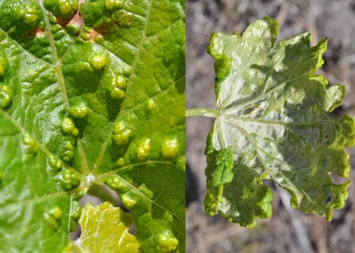 Réf. 101 452 : Colomerus vitis