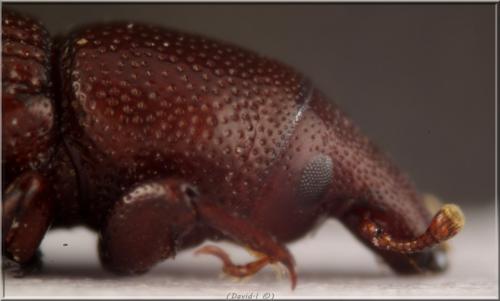 Réf. 101 925 : Stereocorynes truncorum