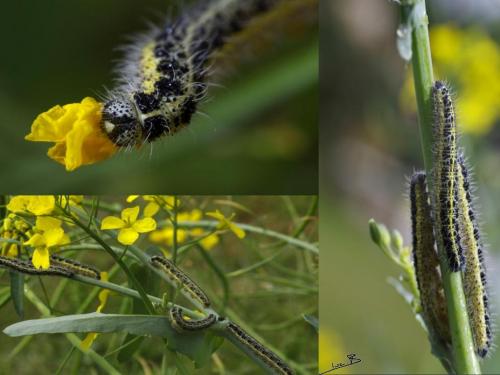 Pieris brassicae