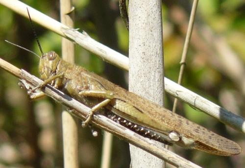 Réf. 101 122 : Anacridium aegyptium