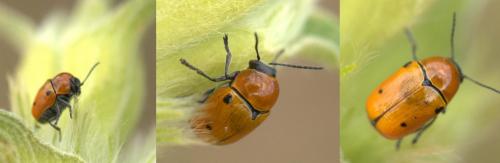 Cryptocephalus infirmior