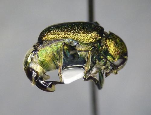 Cryptocephalus aureolus