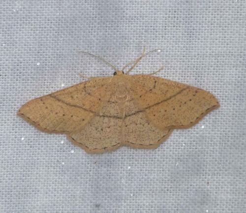 Réf. 101 054 : Cyclophora sp.