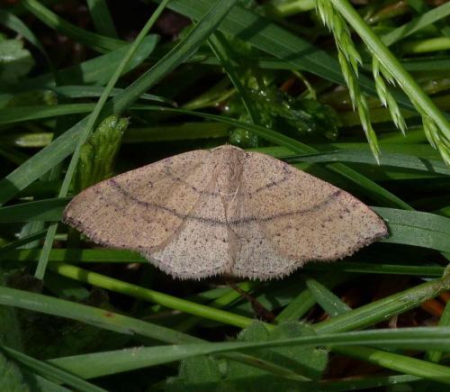 Réf. 101 055 : Cyclophora ruficiliaria