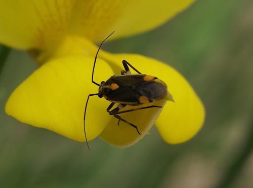 Réf. 101 522 : Capsodes flavomarginatus