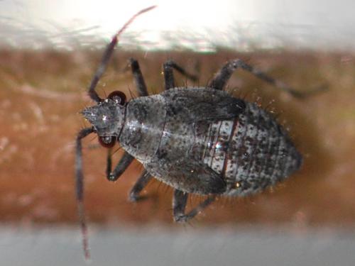Deraeocoris punctum