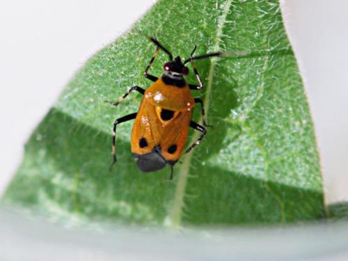 Deraeocoris punctum