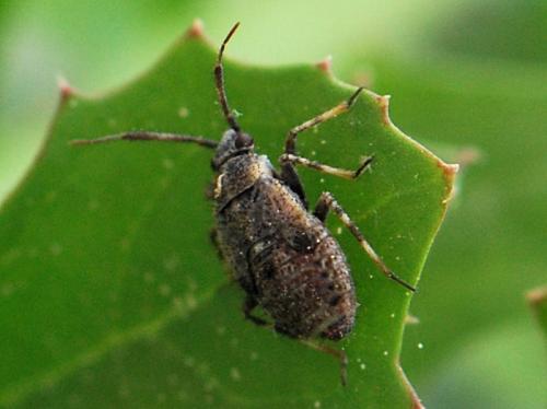 Réf. 101 584 : Deraeocoris punctum