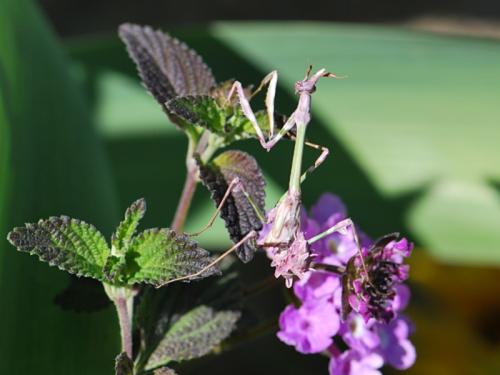 Réf. 101 422 : Empusa pennata