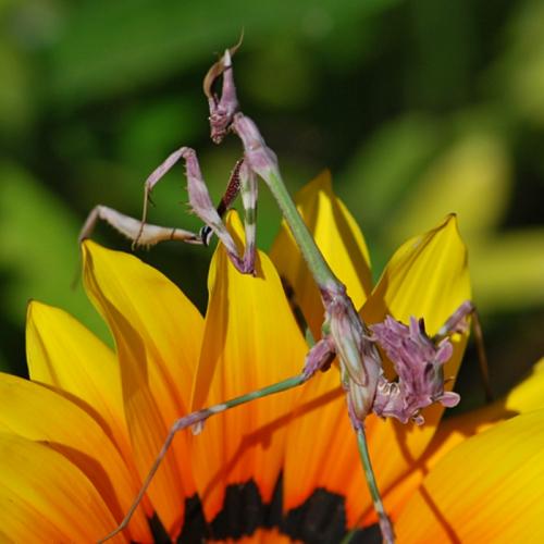 Réf. 101 423 : Empusa pennata