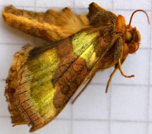 Réf. 101 809 : Diachrysia chrysitis