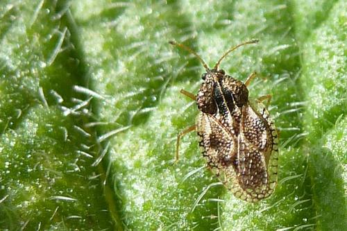 Dictyla humuli