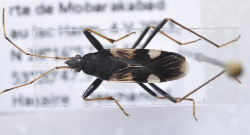 Réf. 101 958 : Dieuches syriacus