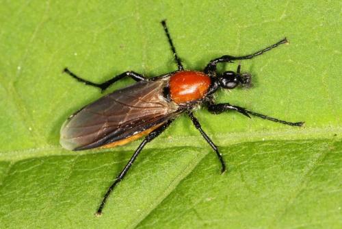Réf. 101 412 : Bibio hortulanus