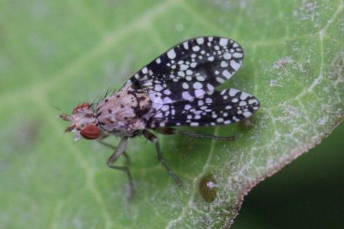 Réf. 101 891 : Trypetoptera punctulata