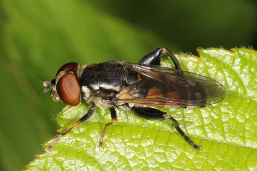 Tropidia scita