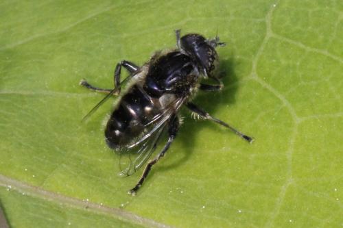 Réf. 101 856 : Eristalinus sepulchralis