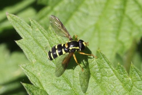 Réf. 101 563 : Philhelius citrofasciatum