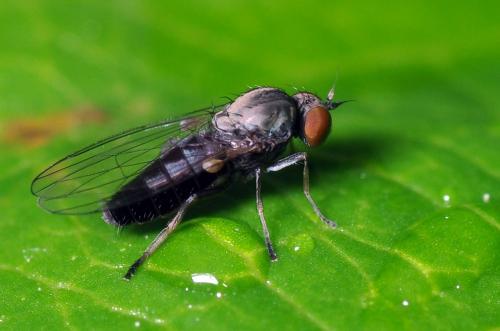Agathomyia antennata