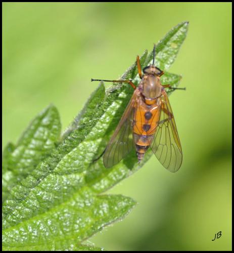 Réf. 101 696 : Rhagio tringarius