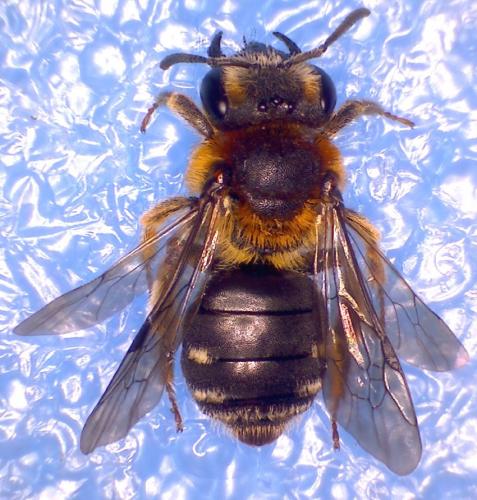 Réf. 101 059 : Andrena miegiella