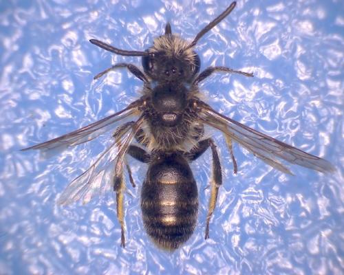 Andrena cinerea