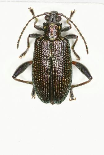 Réf. 101 436 : Donacia versicolorea