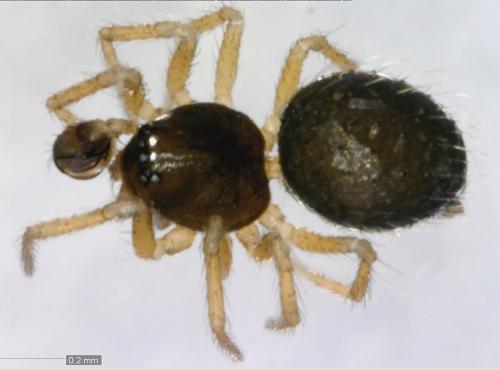 Réf. 101 408 : Synaphris saphrynis