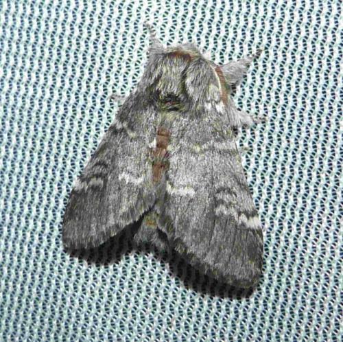 Réf. 101 526 : Drymonia ruficornis