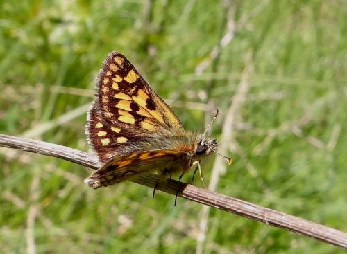 Réf. 101 719 : Carterocephalus palaemon