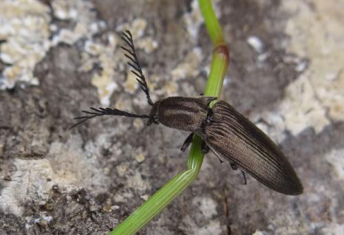Ctenicera pectinicornis