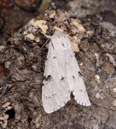 Acronicta leporina