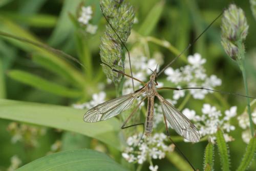 Tipula vernalis