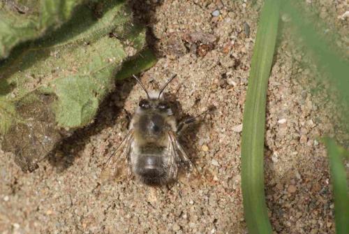 Anthophora plumipes