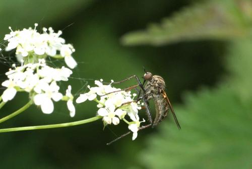 Empis tessellata