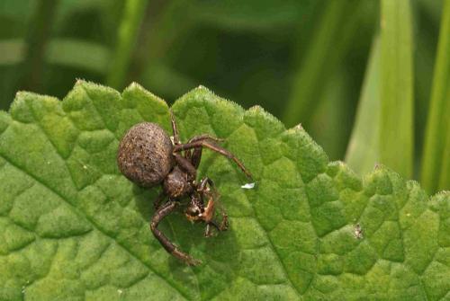 Xysticus sp.